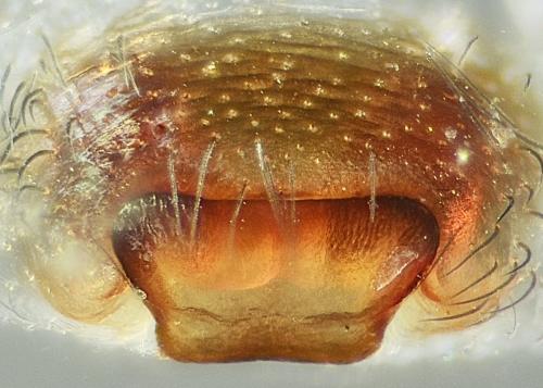 Réf. 218 741 : Amaurobius erberi